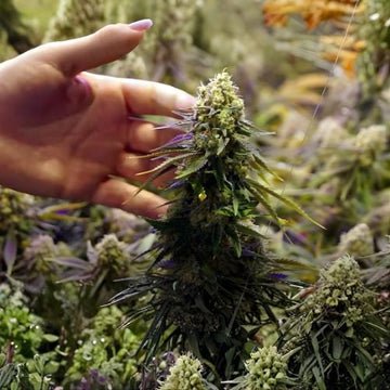 The Art of Curation: How We Choose Strains for Miiintz, Kingmaker, and Cali Cured – A European Perspective