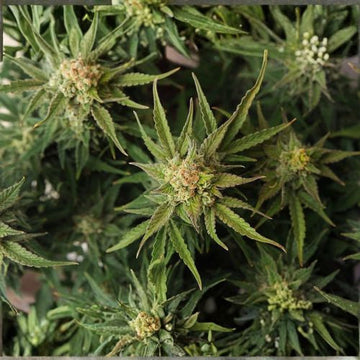 California Heritage: Why the Golden State Leads the World in Hemp Flower Quality